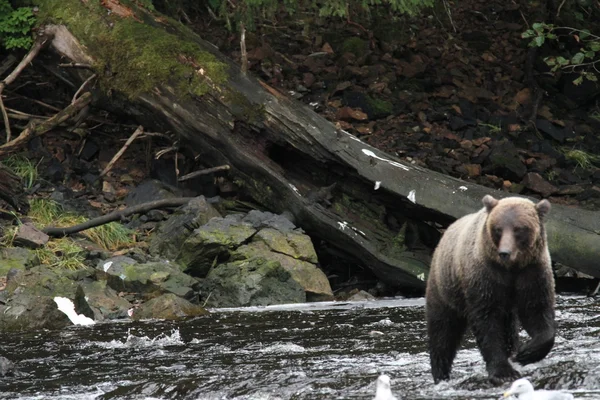 Beren in Alaska — Stockfoto