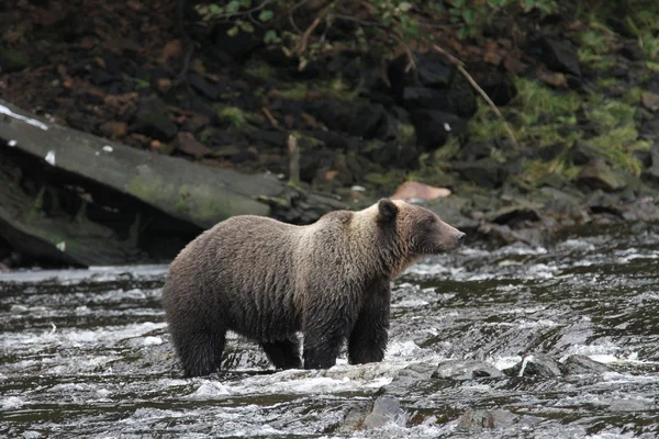 Bears in Alaska — Stock Photo, Image