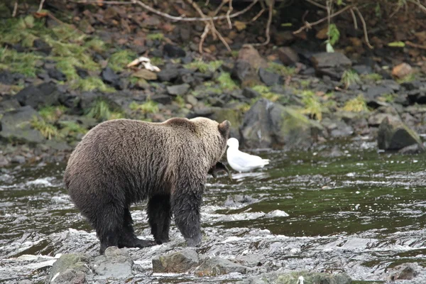 Beren in Alaska — Stockfoto