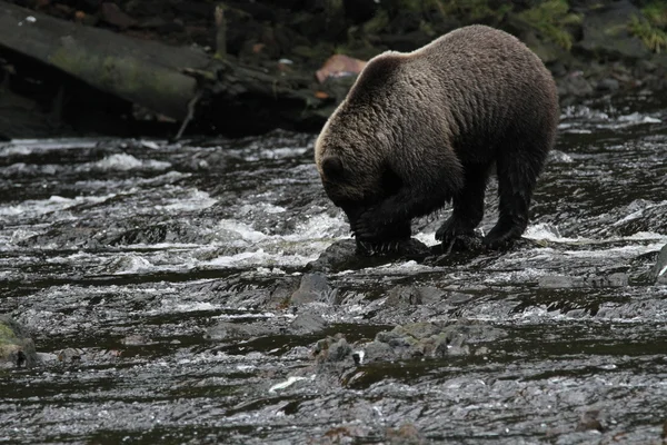 Osos en Alaska —  Fotos de Stock