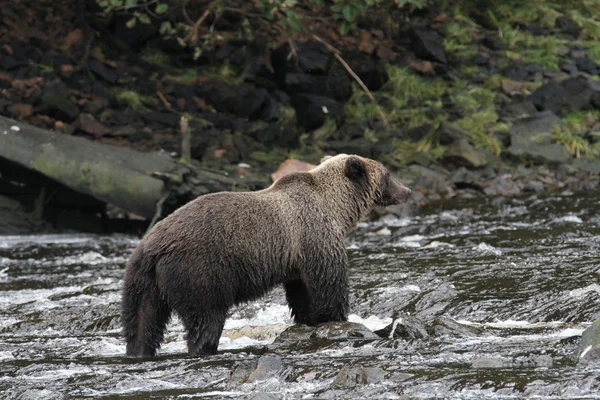 Osos en Alaska — Foto de Stock