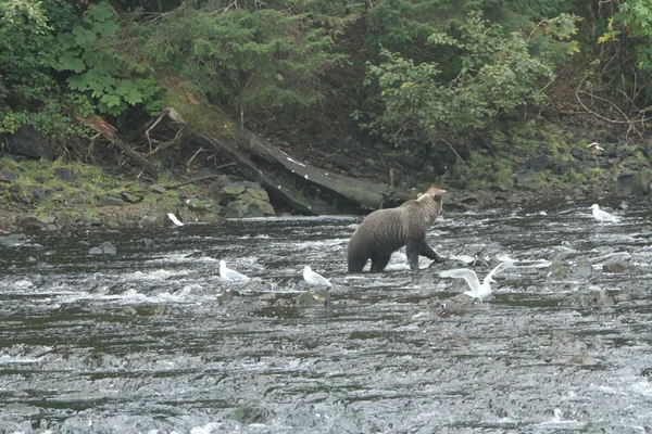 Orsi in alaska — Foto Stock