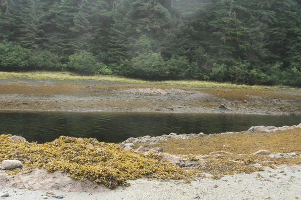 Alaska im freien — Stockfoto