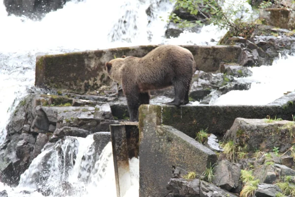 알래스카에서 곰 — 스톡 사진