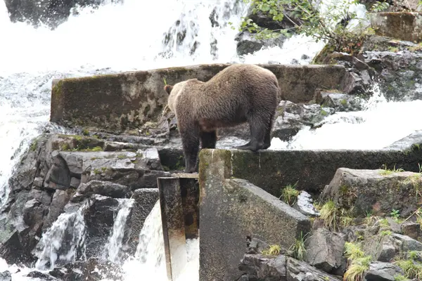 Beren in Alaska — Stockfoto