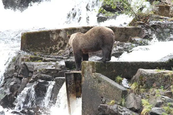 Orsi in alaska — Foto Stock