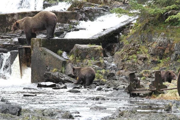 Alaska ayıları