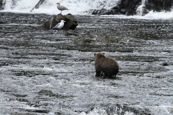 Bears in Alaska — Stock Photo, Image