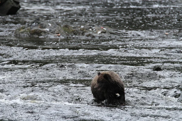 Osos en Alaska —  Fotos de Stock