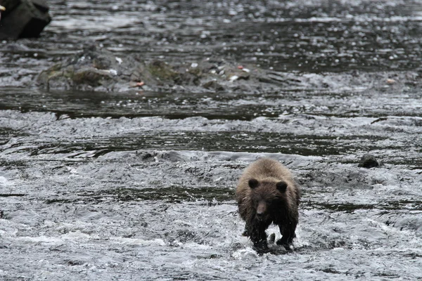 Orsi in alaska — Foto Stock