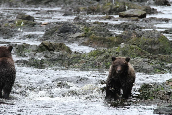 Bears in Alaska — Stock Photo, Image