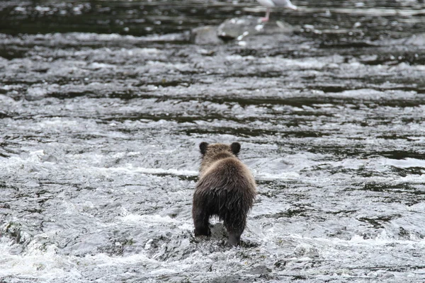 Bären in alaska — Stockfoto