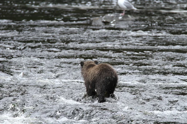 Bears in Alaska — Stock Photo, Image