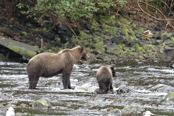 Osos en Alaska —  Fotos de Stock