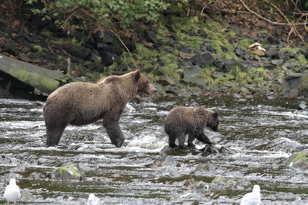 Medvědi na Aljašce — Stock fotografie
