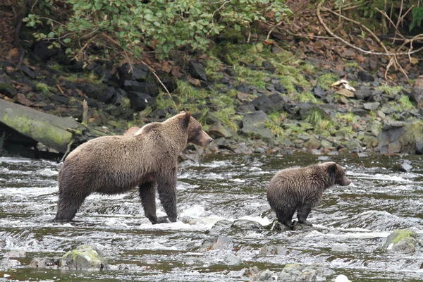 Bears in Alaska — Stock Photo, Image