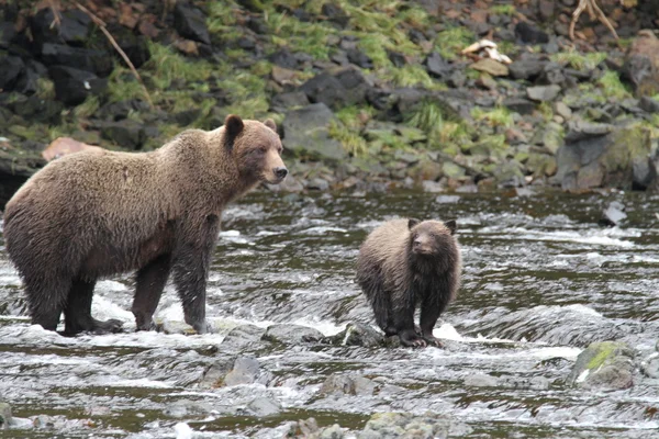Ours en Alaska — Photo
