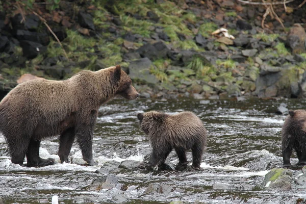 Bears in Alaska — Stock Photo, Image