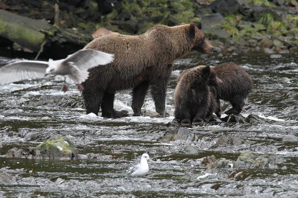 Bears in Alaska — Stock Photo, Image