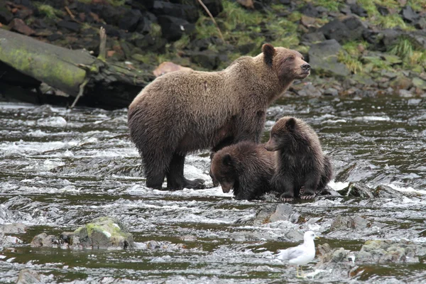 Beren in Alaska — Stockfoto