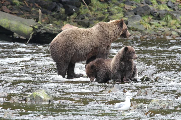 Медведи Аляски — стоковое фото