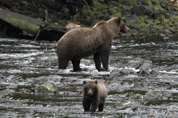 Bären in alaska — Stockfoto