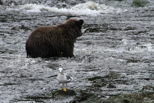 Bears in Alaska — Stock Photo, Image