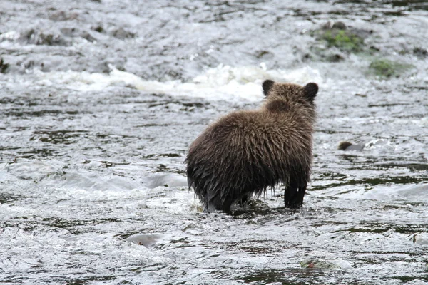 Ours en Alaska — Photo