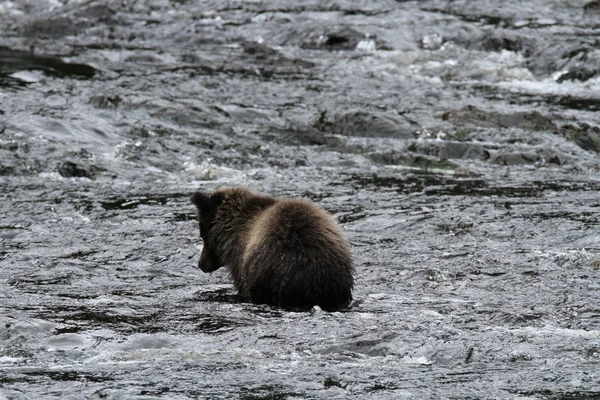 Bears in Alaska — Stock Photo, Image