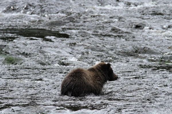 Beren in Alaska — Stockfoto