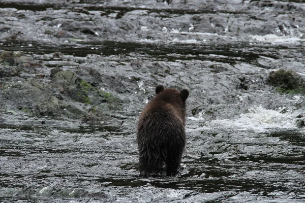 Björnar i Alaska — Stockfoto