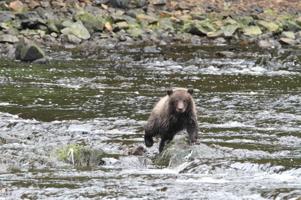 Ours en Alaska — Photo