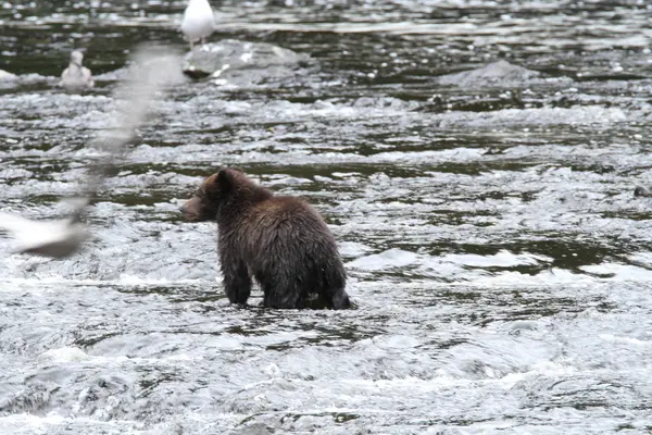 Bears in Alaska — Stock Photo, Image