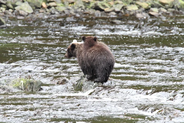 Orsi in alaska — Foto Stock