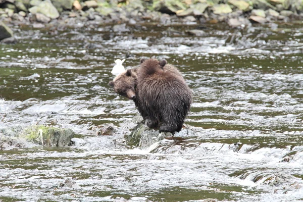 Osos en Alaska —  Fotos de Stock