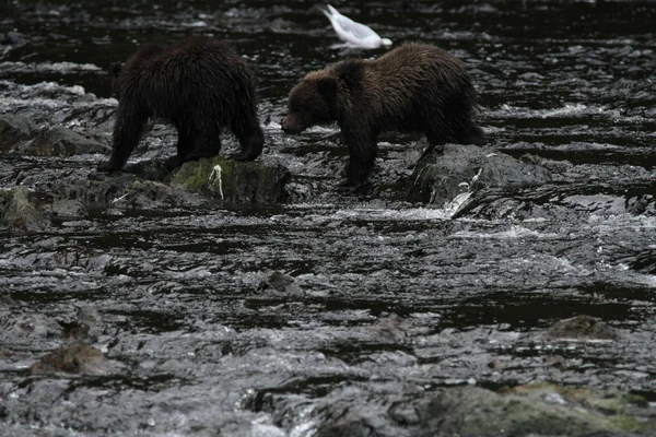 Osos en Alaska —  Fotos de Stock