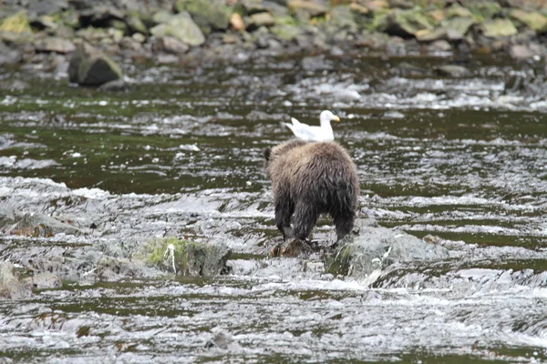 Osos en Alaska — Foto de Stock