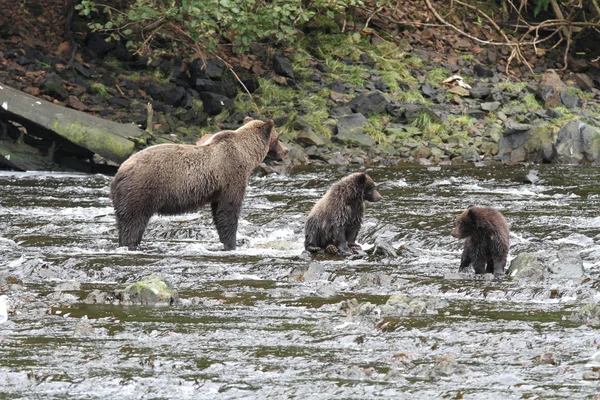 Bears in Alaska — Stock Photo, Image