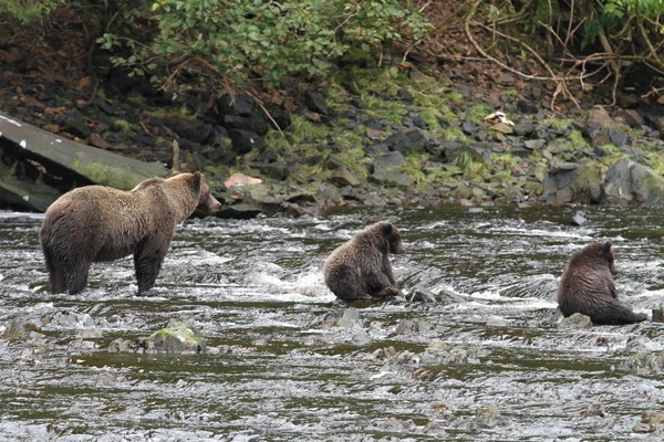 Ведмеді на Алясці — стокове фото