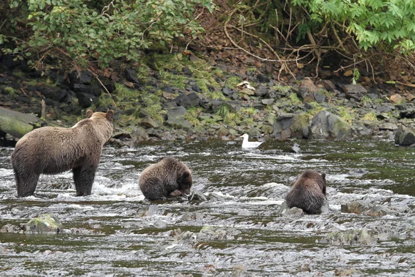 Osos en Alaska — Foto de Stock