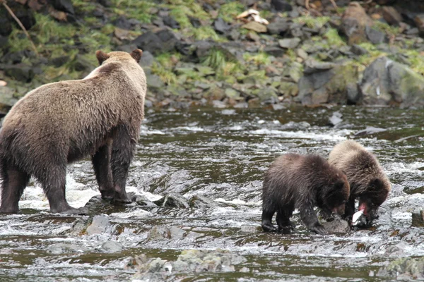 Bears in Alaska — Stock Photo, Image