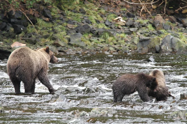 Bears in Alaska — Stock Photo, Image