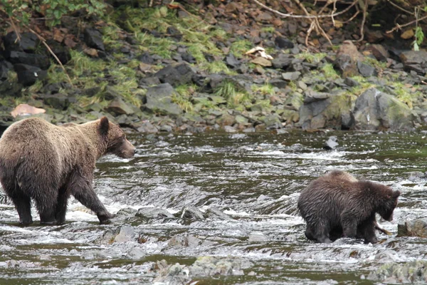 Osos en Alaska —  Fotos de Stock