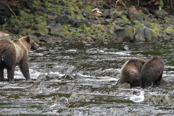 Niedźwiedzie w Alasce — Zdjęcie stockowe