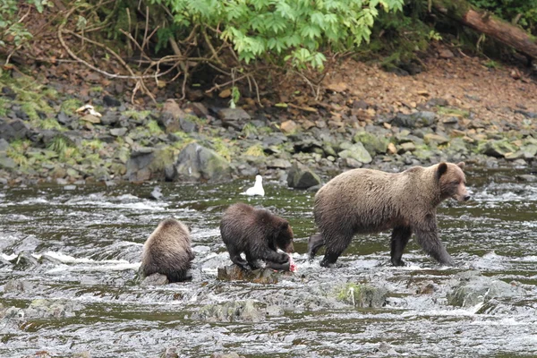 Bears in Alaska — Stock Photo, Image