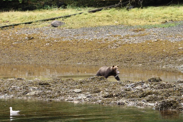 Bears in Alaska — Stock Photo, Image