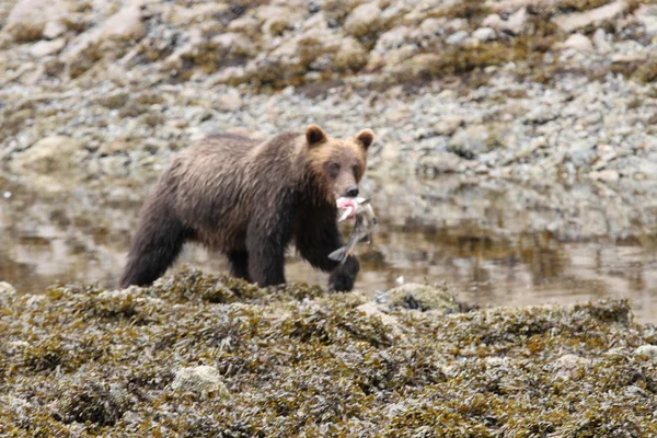 アラスカのクマ — ストック写真