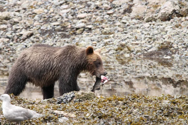 Alaska ayıları — Stok fotoğraf
