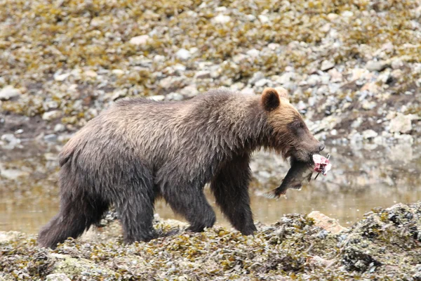 Orsi in alaska — Foto Stock