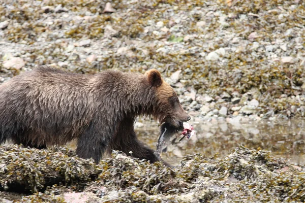 Bears in Alaska — Stock Photo, Image